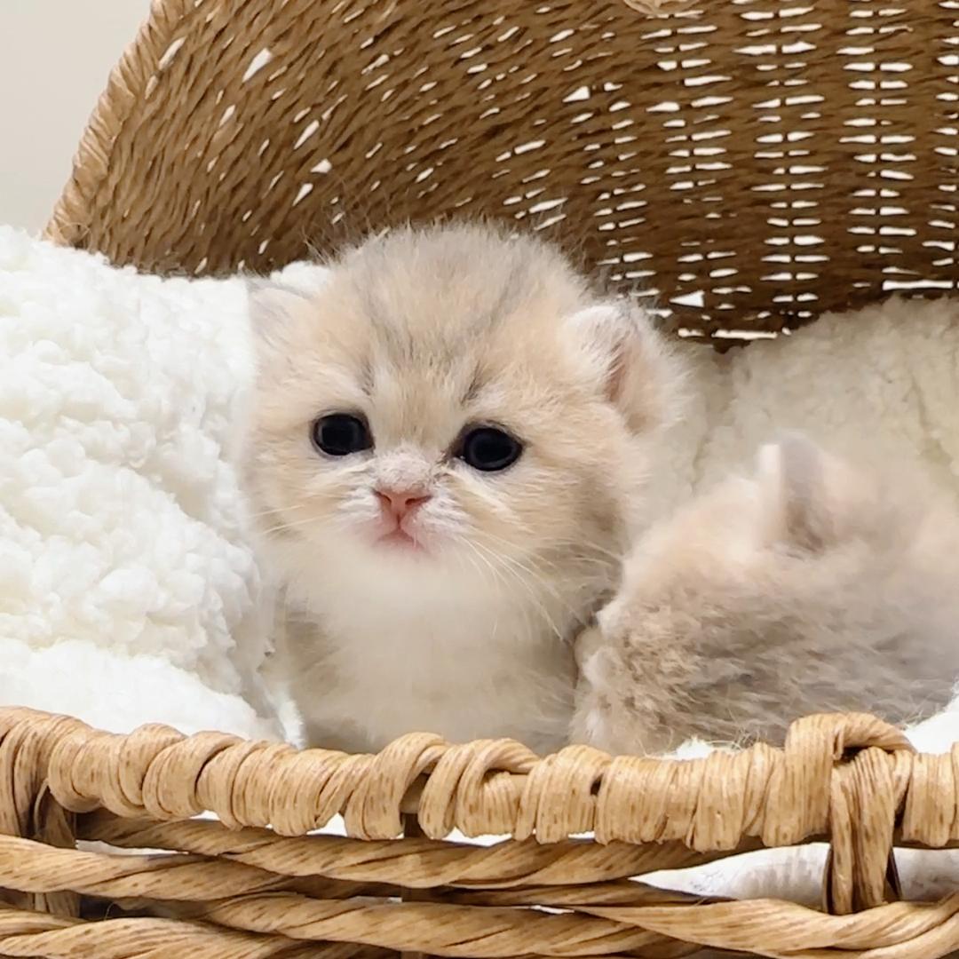 YeYeCattery🥥海口椰椰猫舍