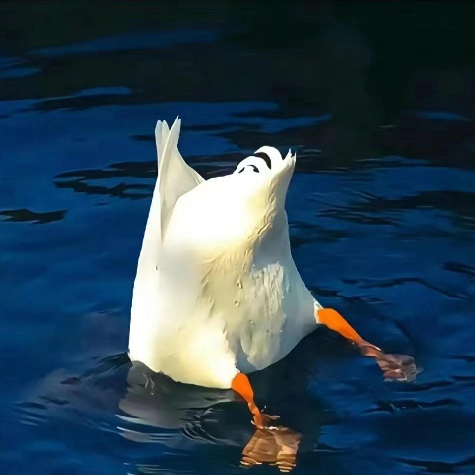 羊羊来啦