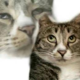 贝利（疯狂减肥版）