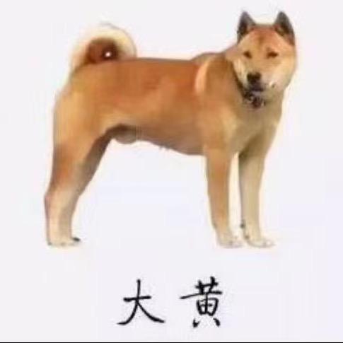 广西阿艺田园犬