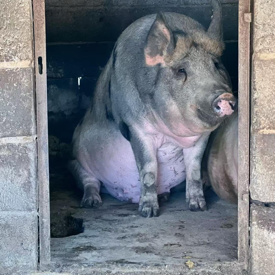 七彩云南鲜货铺二号土猪肉