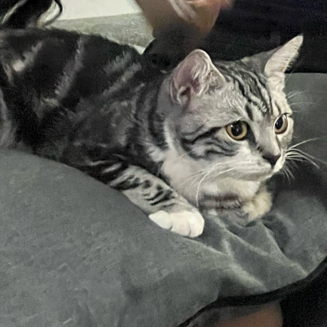 小杰