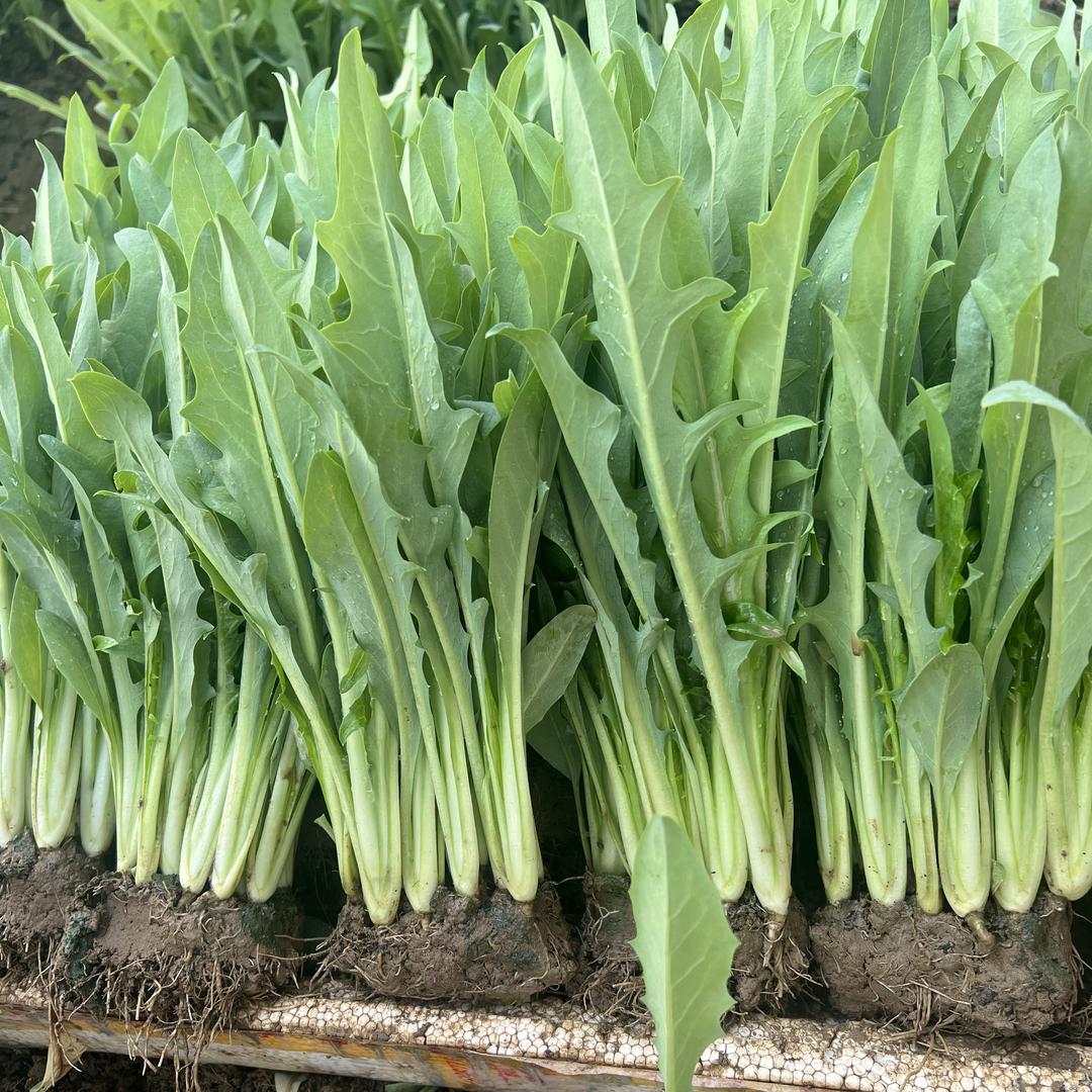 博白菜园优品小铺