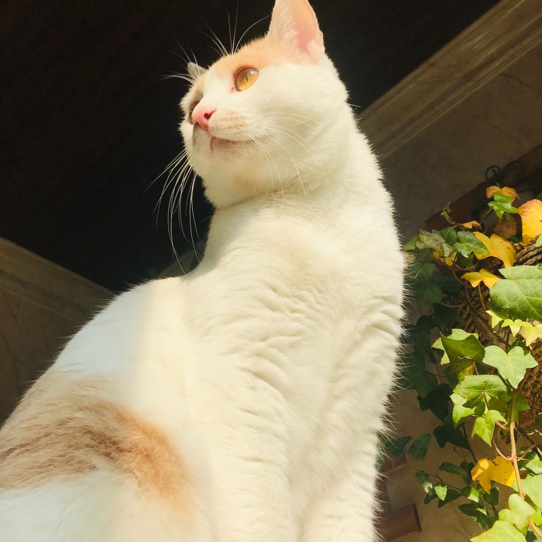 蜜宝是只猫