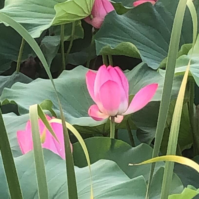 肖儿