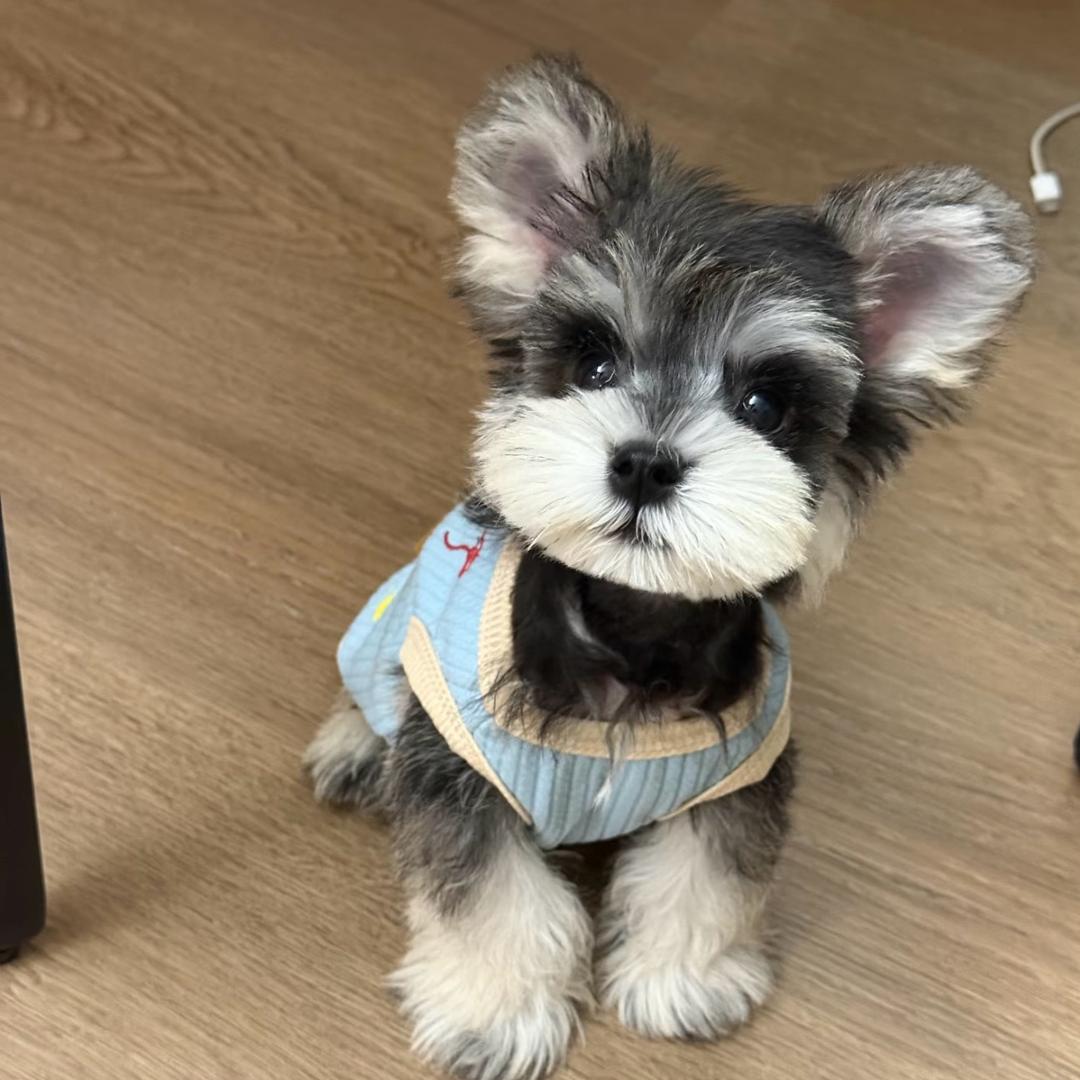 鑫和萌系雪纳瑞 — 关关