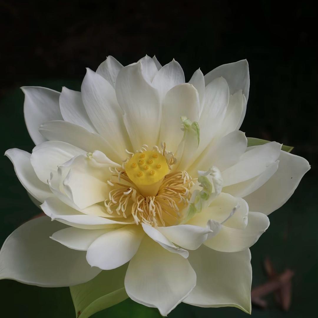 花开富贵.
