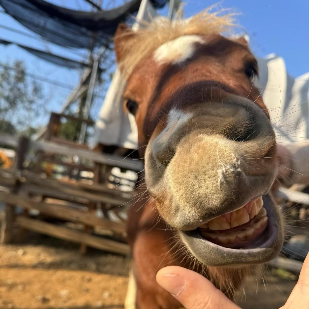 向小七（饿扁了）