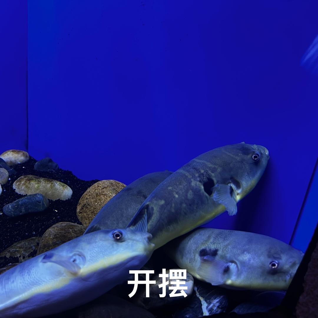 JF头像
