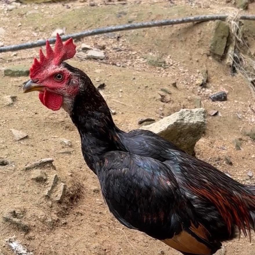 一颗星装一片海