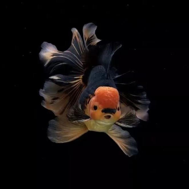 王姨精品观赏鱼