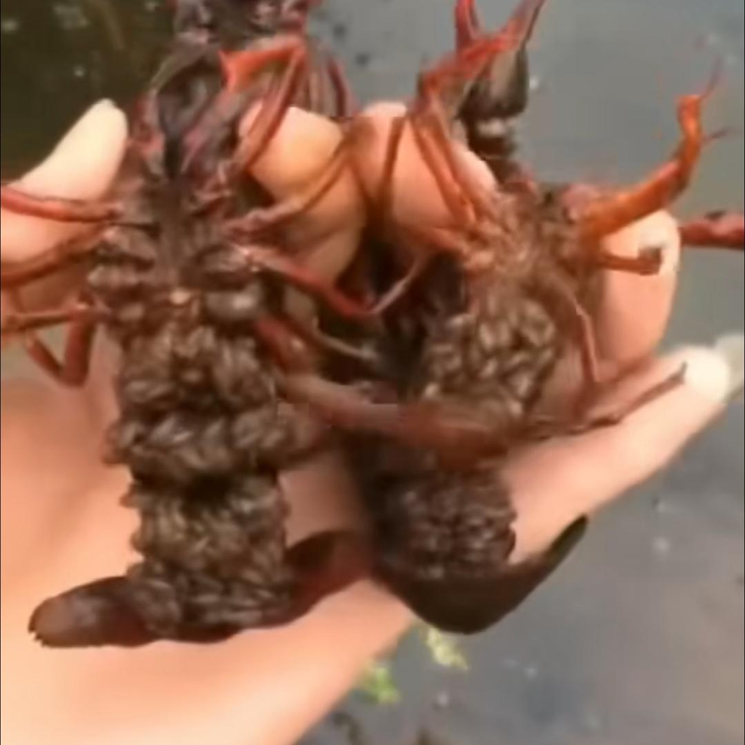 肆春水产养殖
