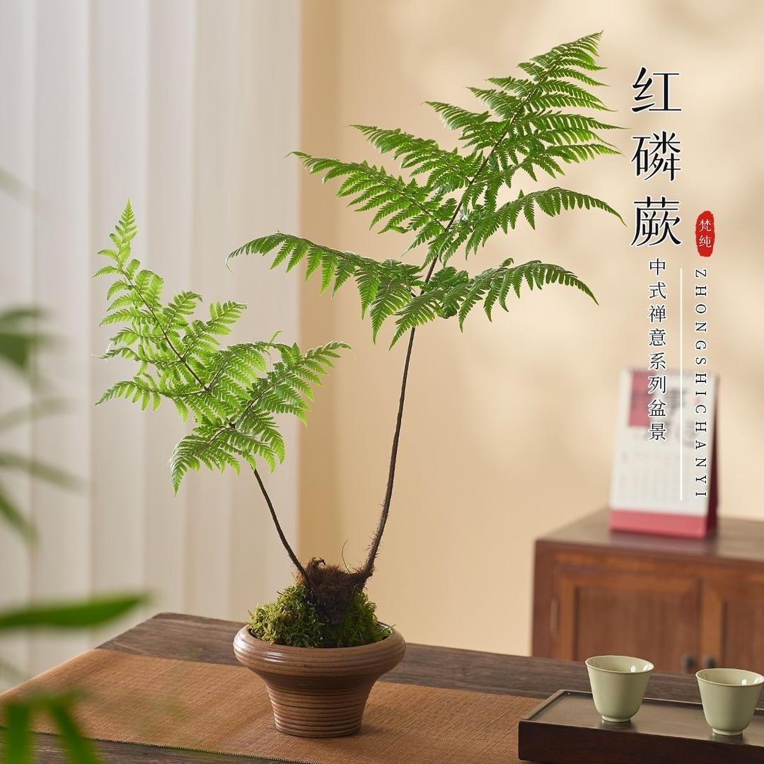 云祥花卉