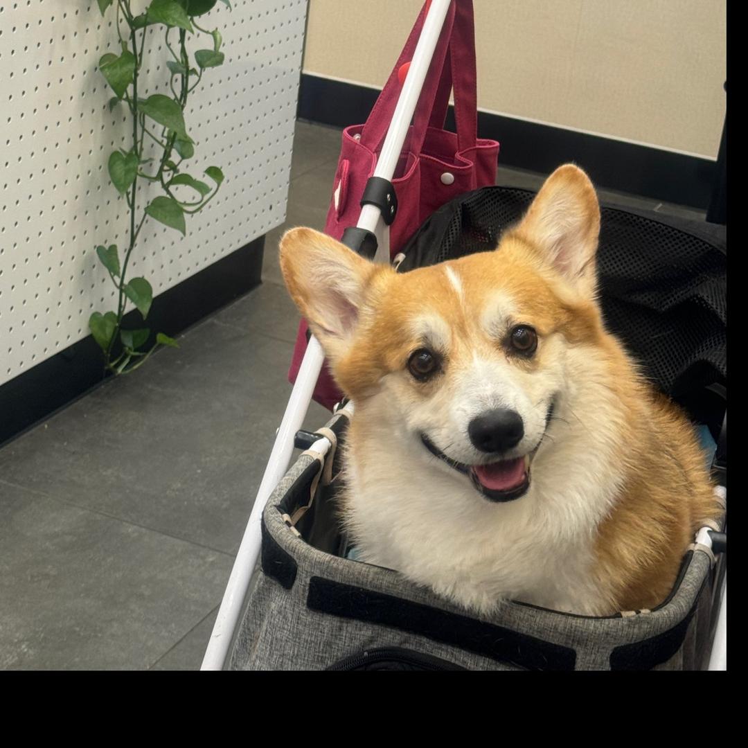 高贵的腋毛