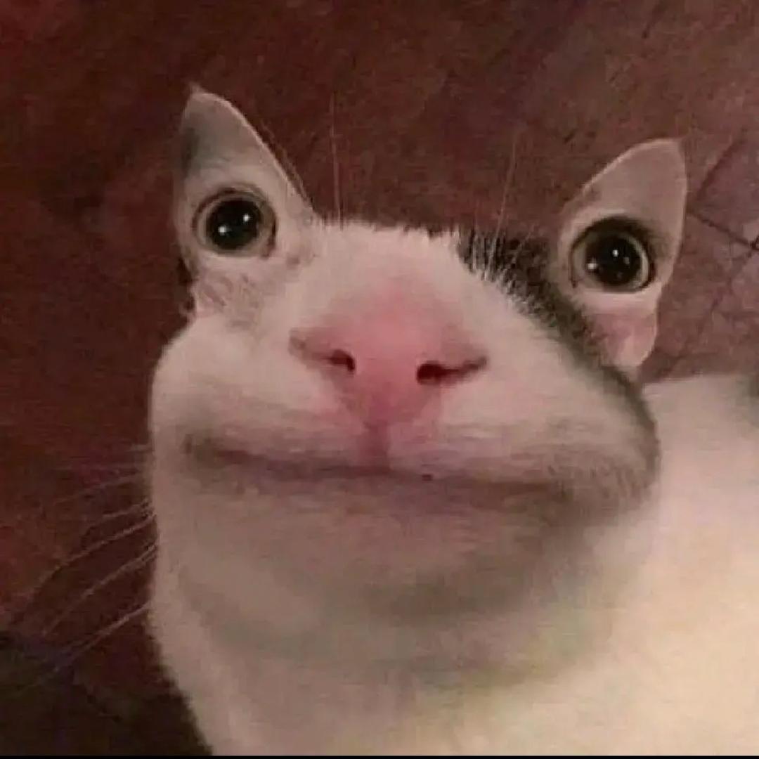 小猪💤