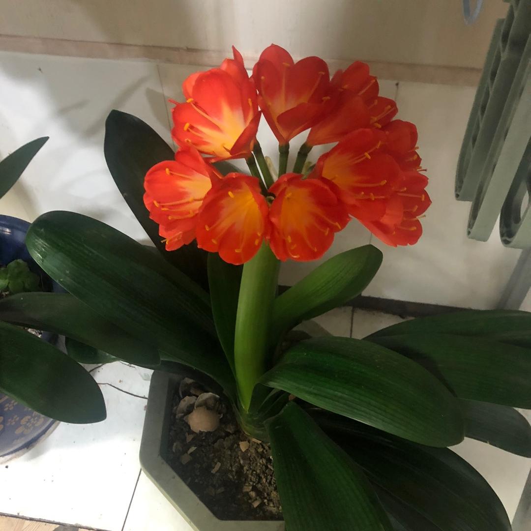 ❄️云中飞燕🍭❄️