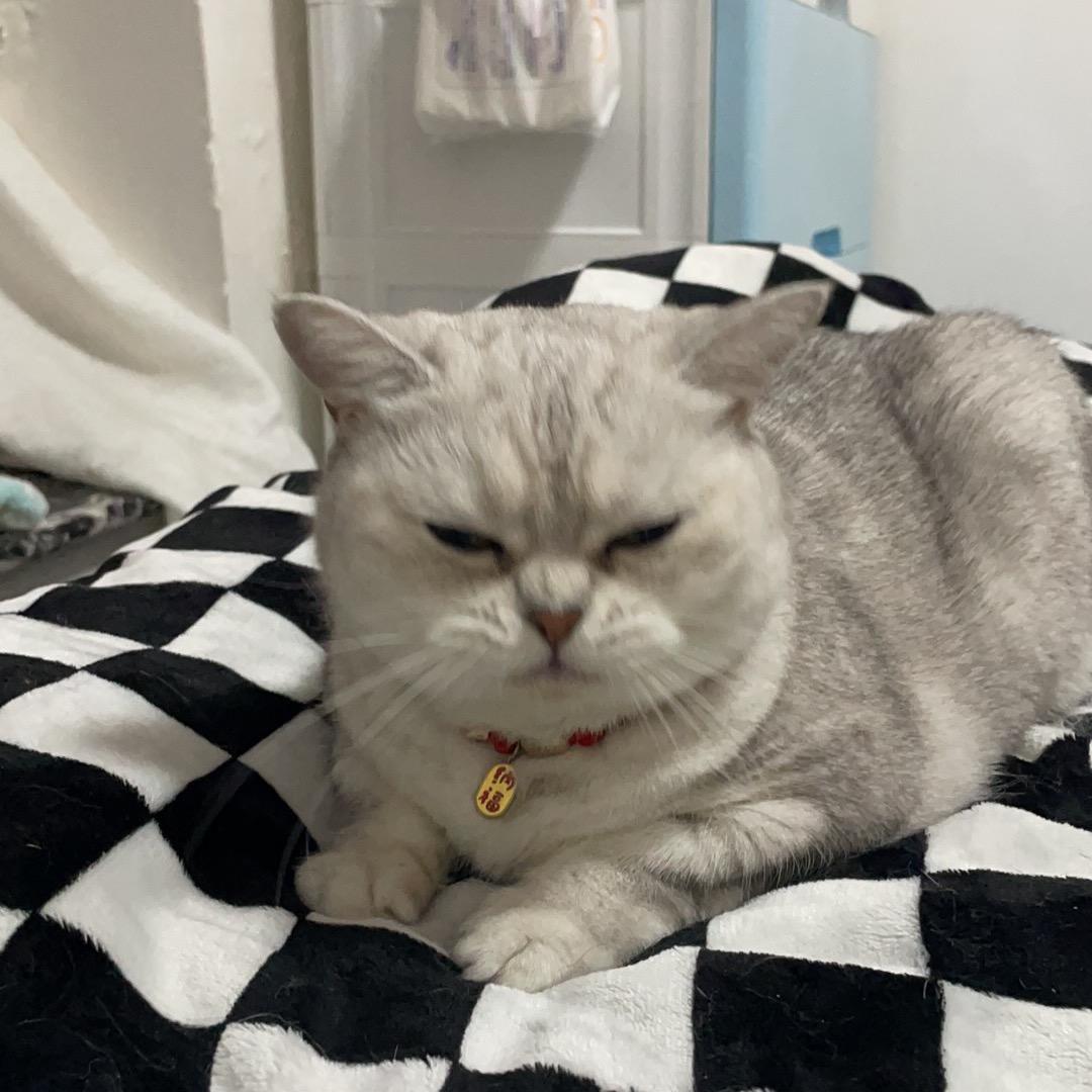 菜包不是菜猫的头像
