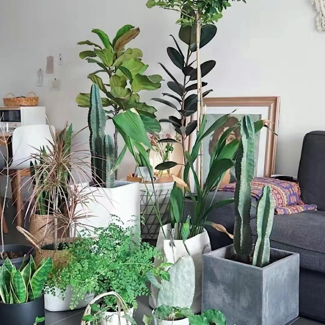花匠老余