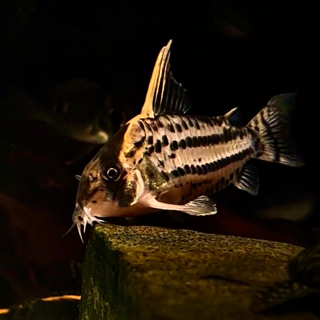 一条叫旺财的鱼