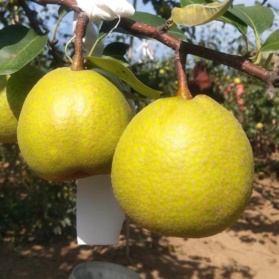 莱阳甄选(鲜果季)
