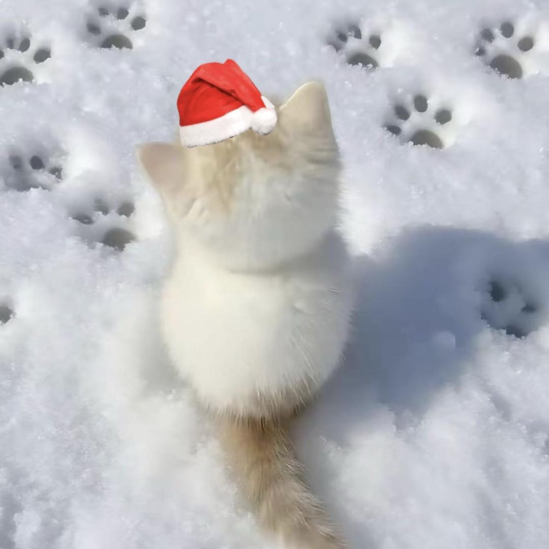 猫咪变身器