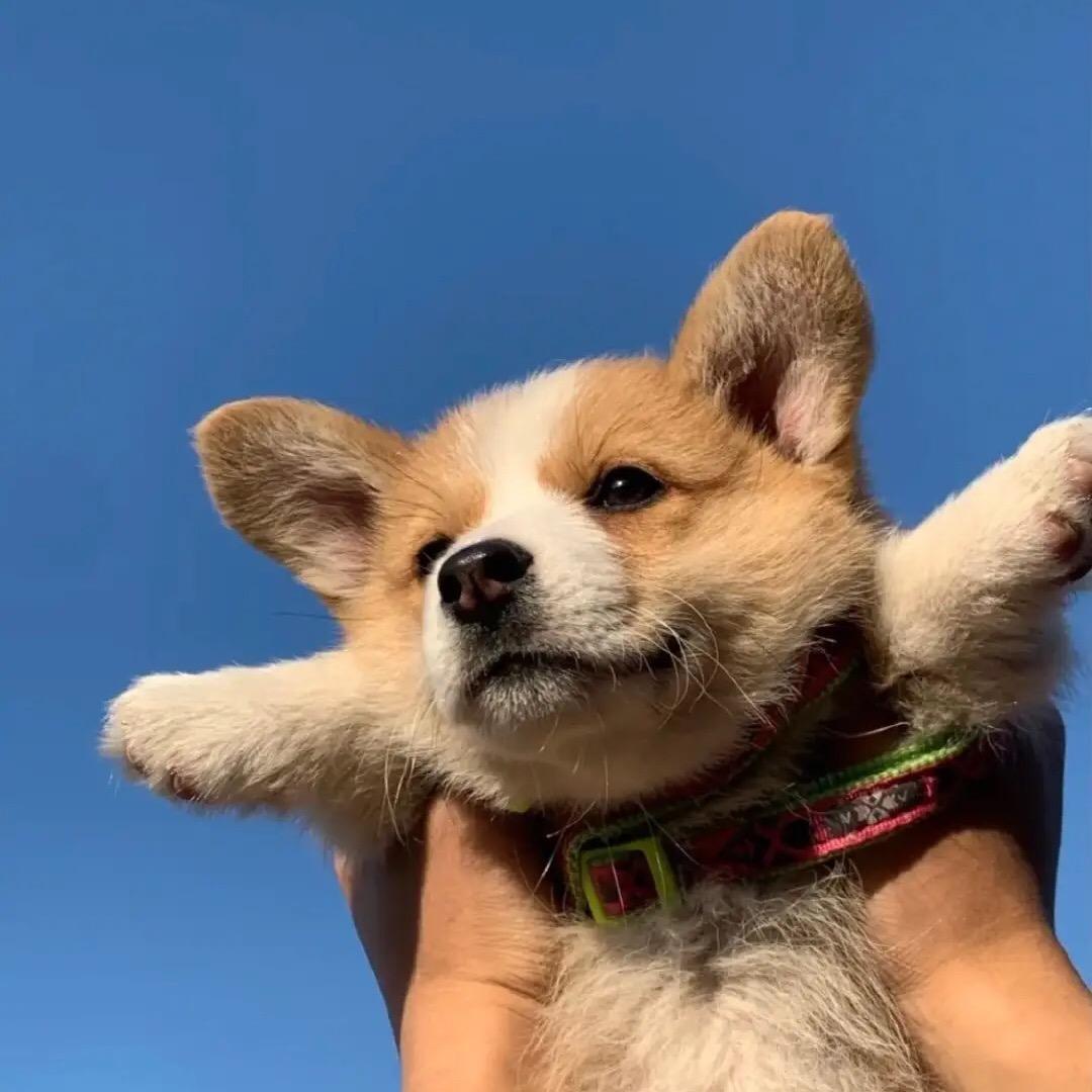 千纸鹤