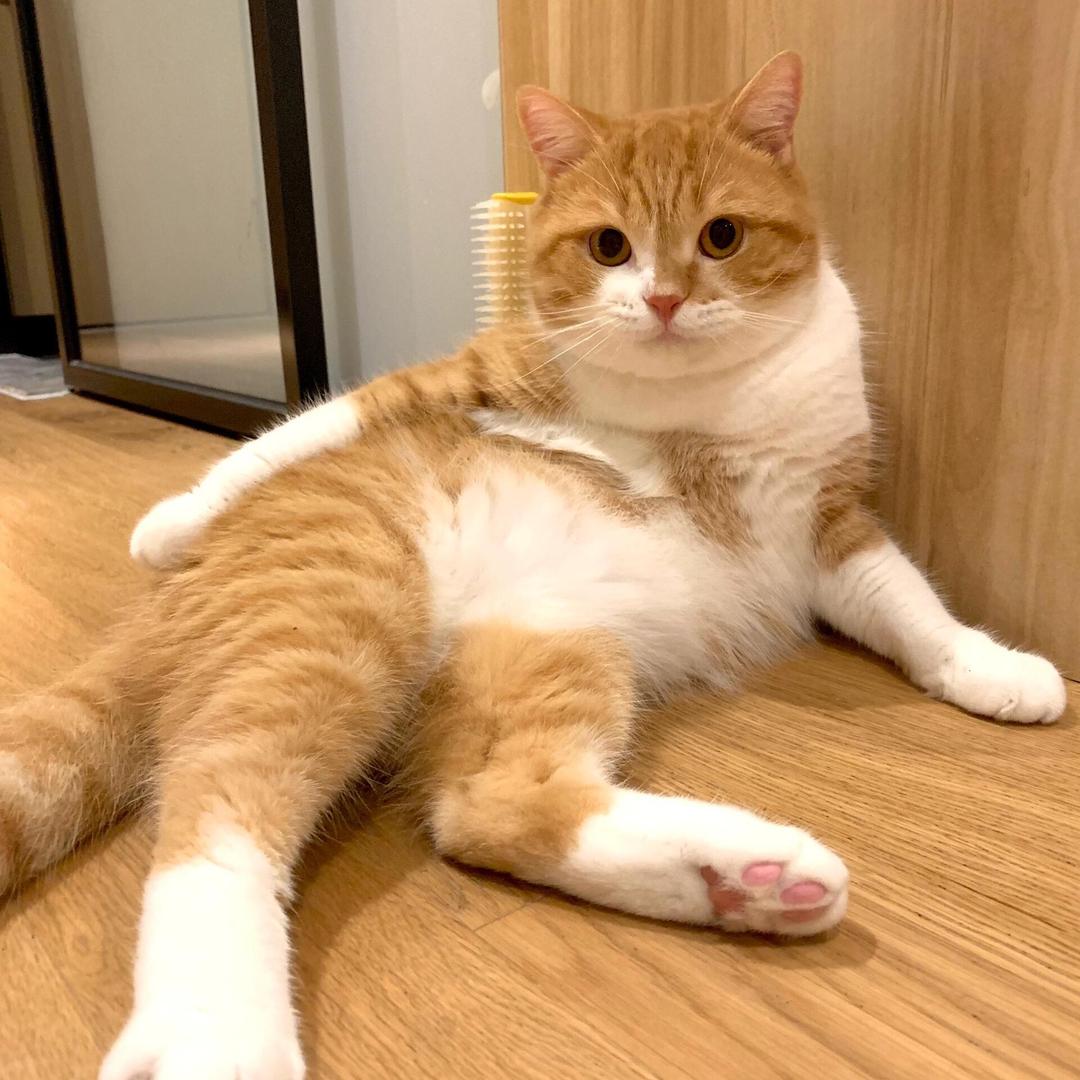 大萌爱养猫