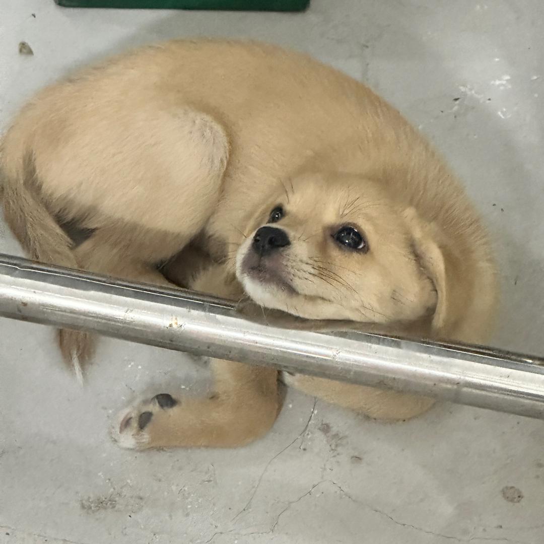 心如止水