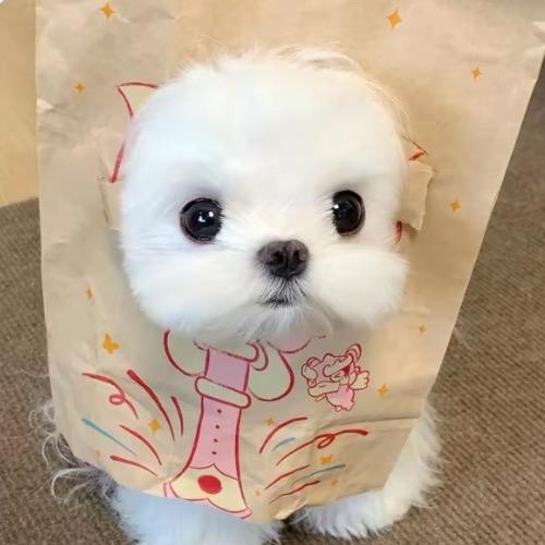 夹心芝士榴莲