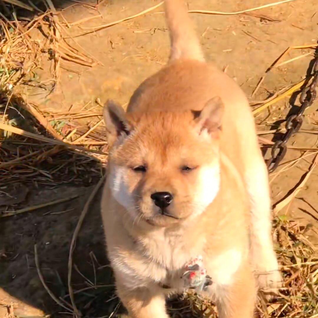 广西瑶乡阿祥家的田园犬