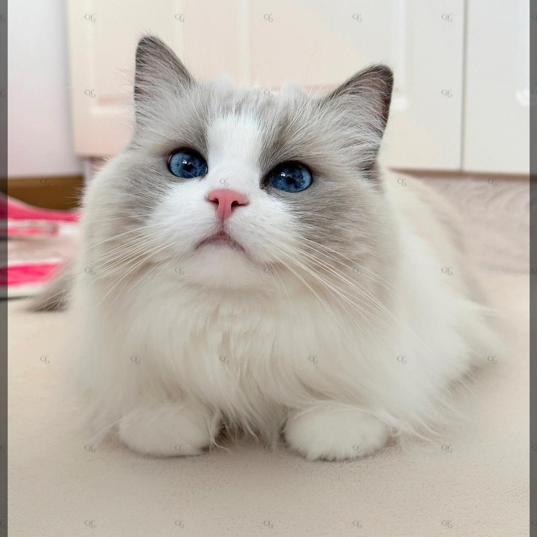 冰箱里有只猫