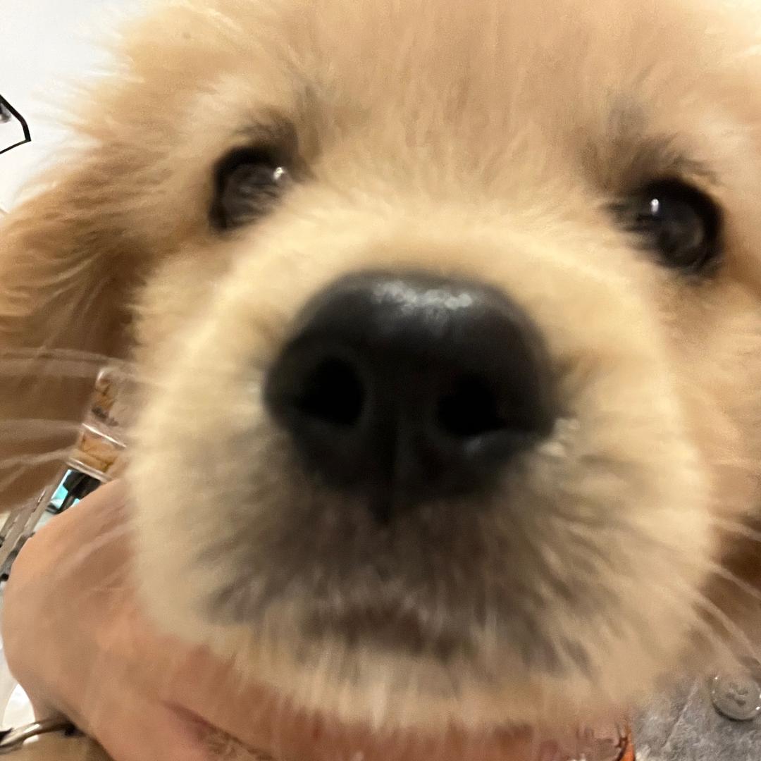 猫十六（八方来财）