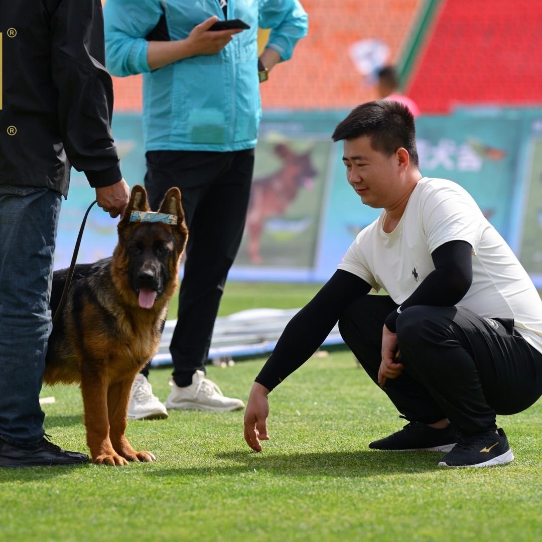 拓元德牧犬舍