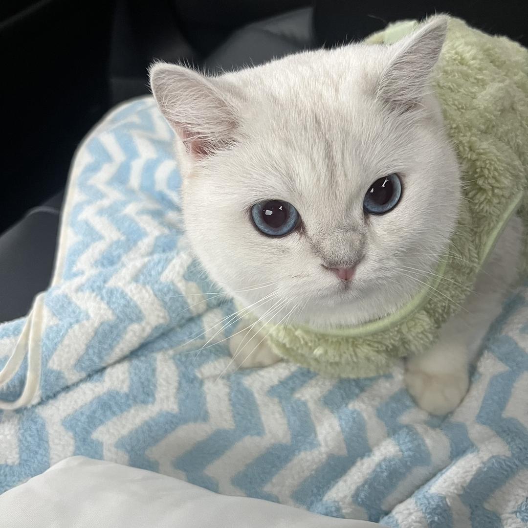 一只丑猪