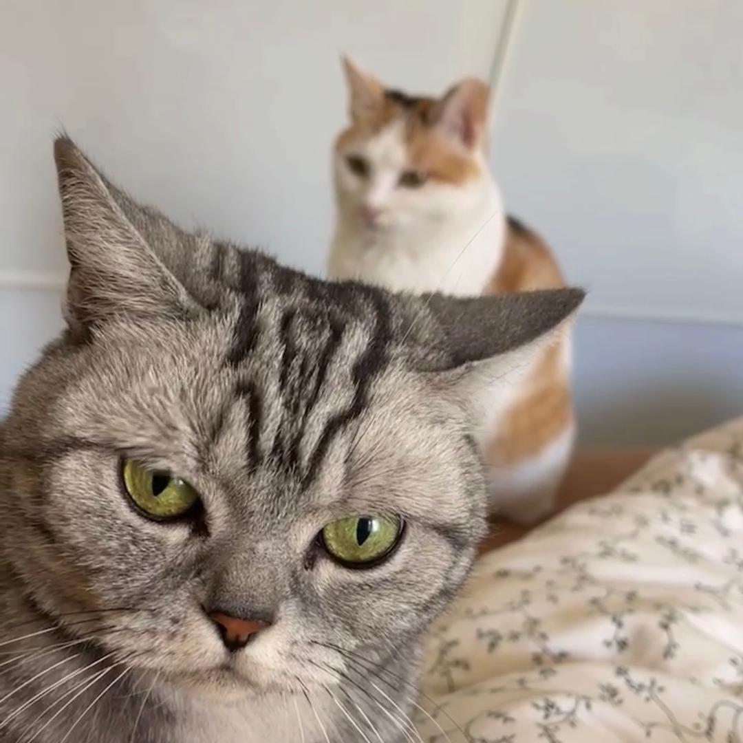 我的名字叫明子