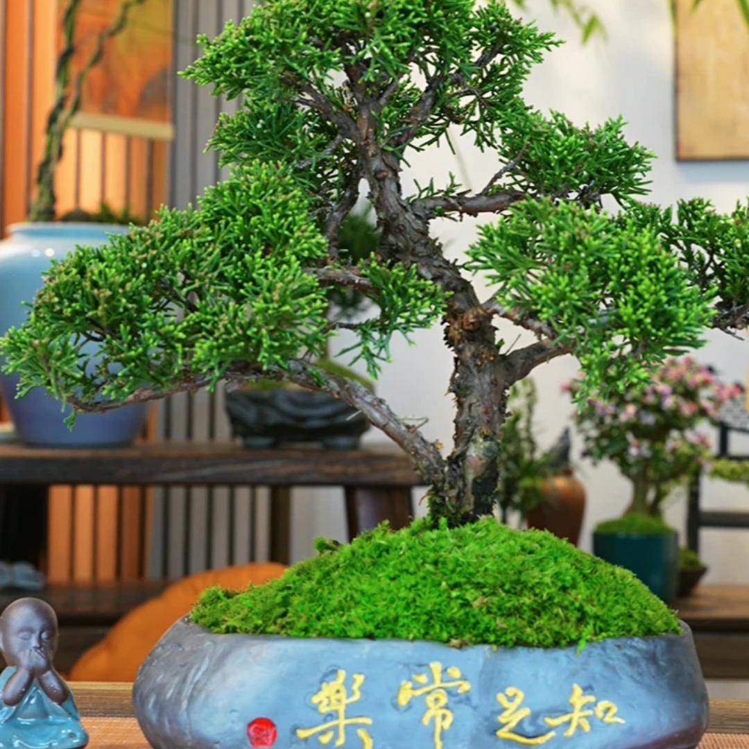 江南植物空间