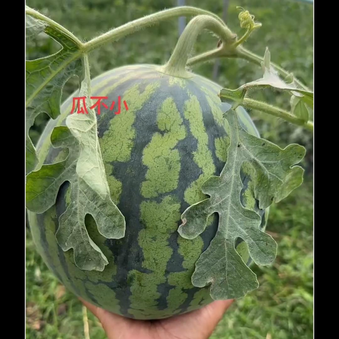 瓜甜桃夏