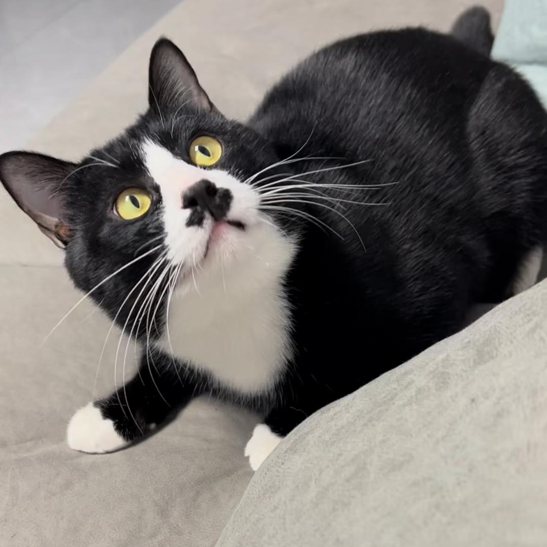黑大佐🐈‍⬛