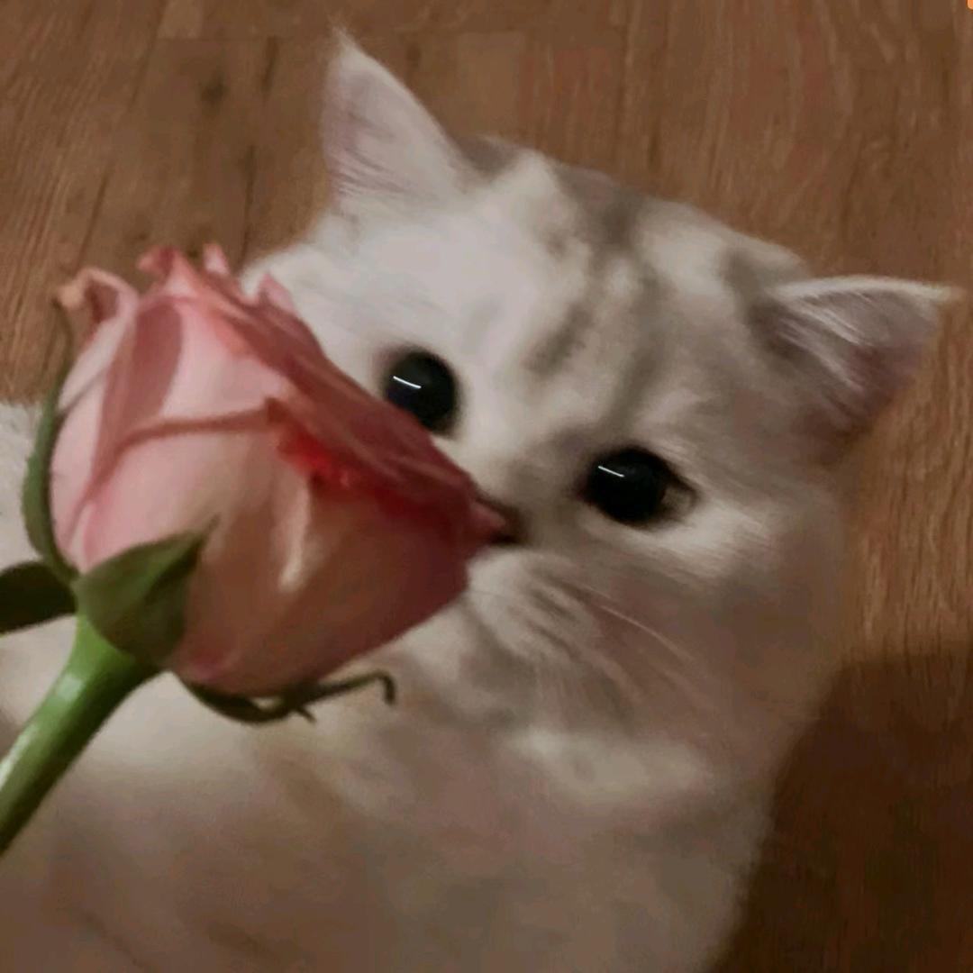 潦草小狗