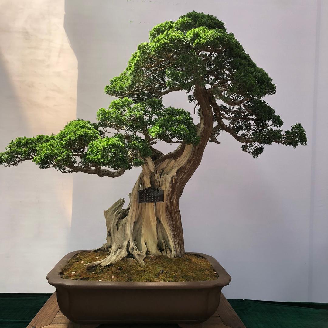 黄杨盆景花木园