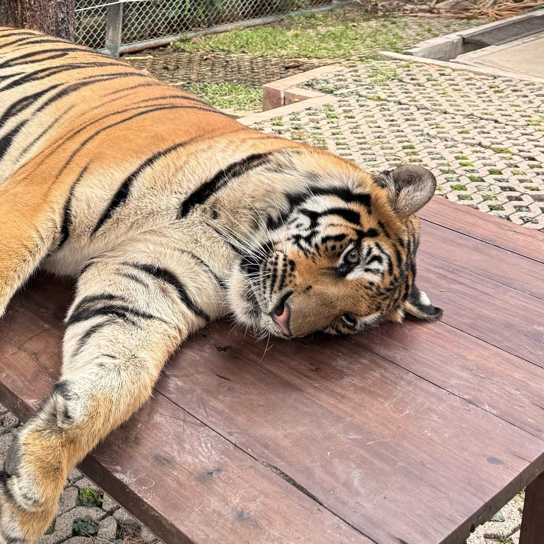 不喝咖啡睡不醒