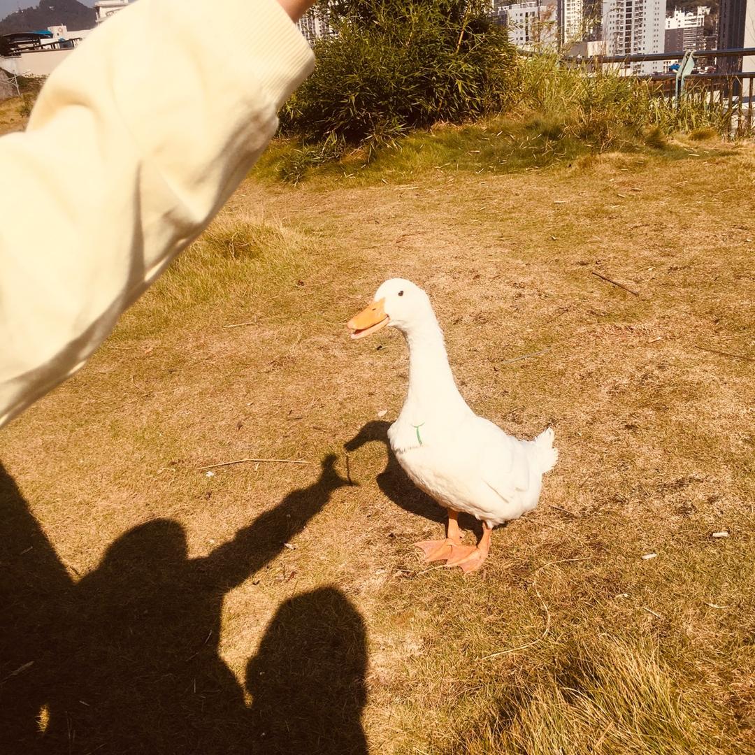 丫丫鸭