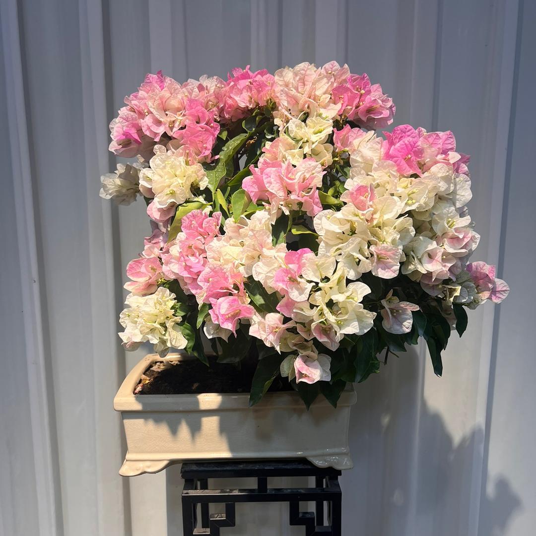 十一郎御花园
