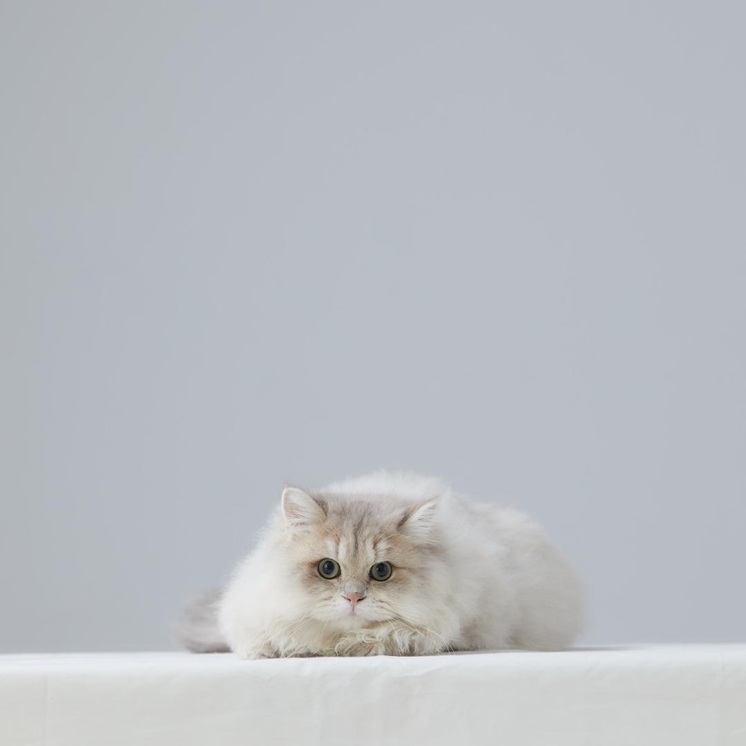 富贵家的养猫日记