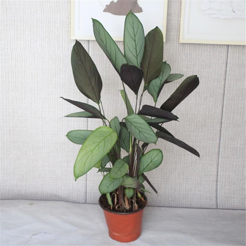 缤纷花卉生活馆