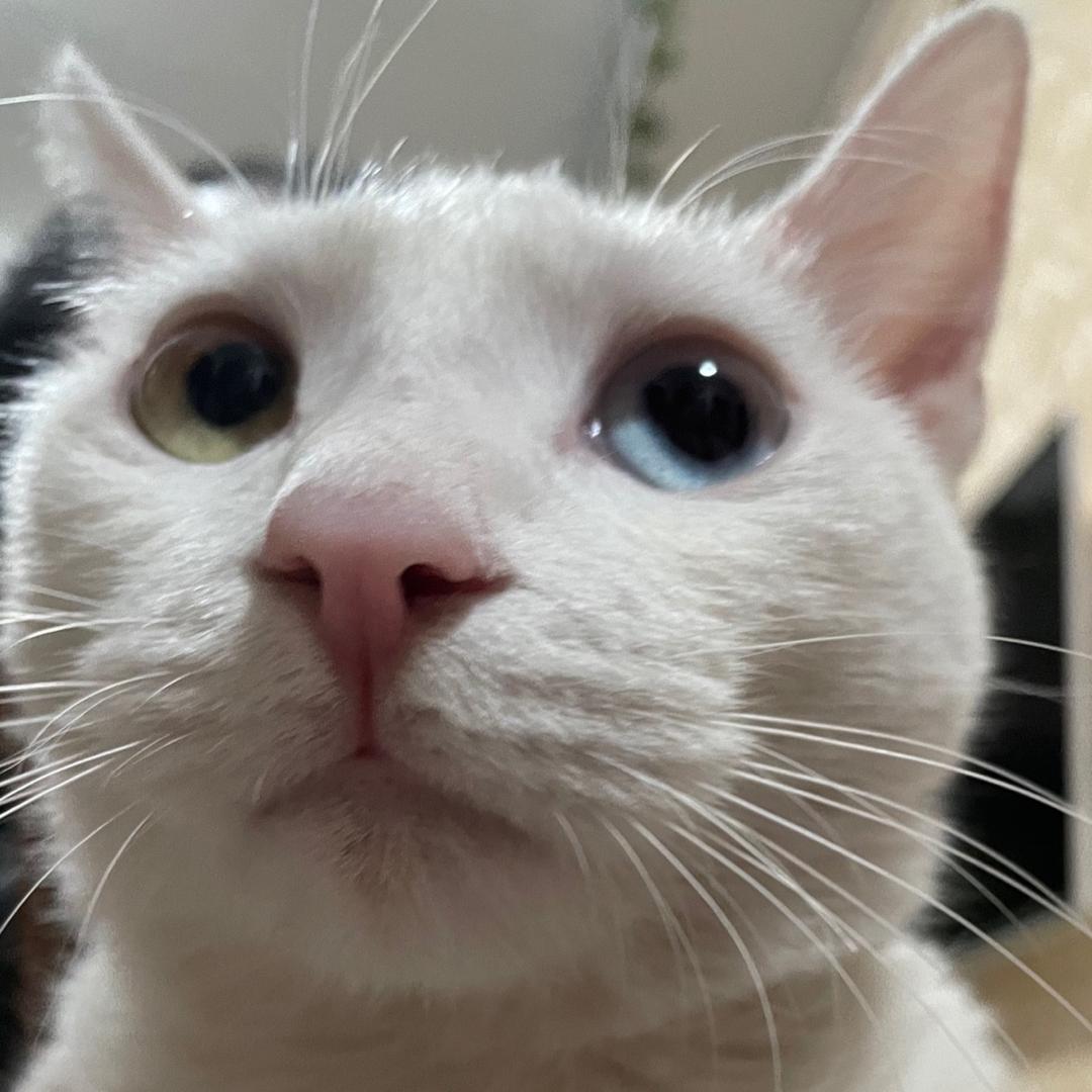 熔泥小福猪