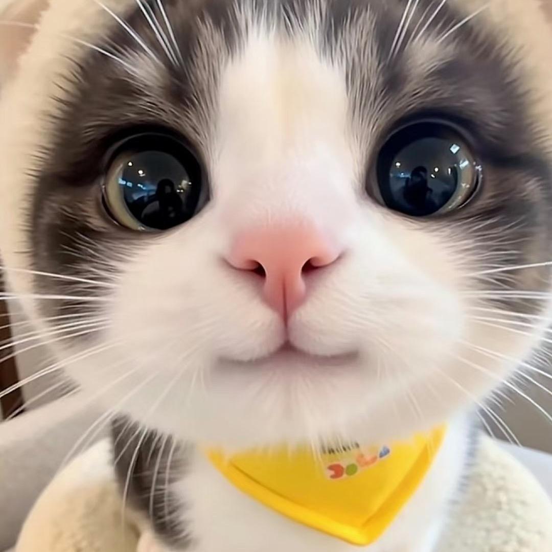 紫鸢