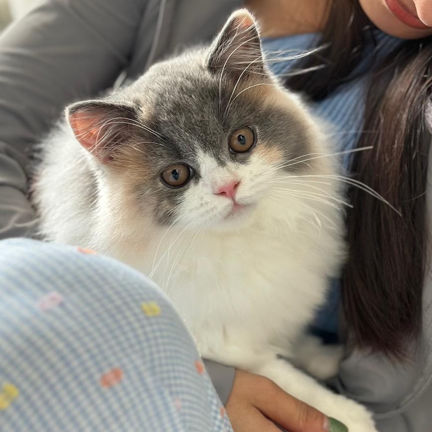 爱听彩虹屁的哪鼻