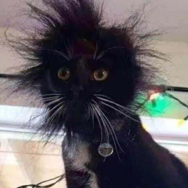 听说用猫猫头像的男孩子都很可爱