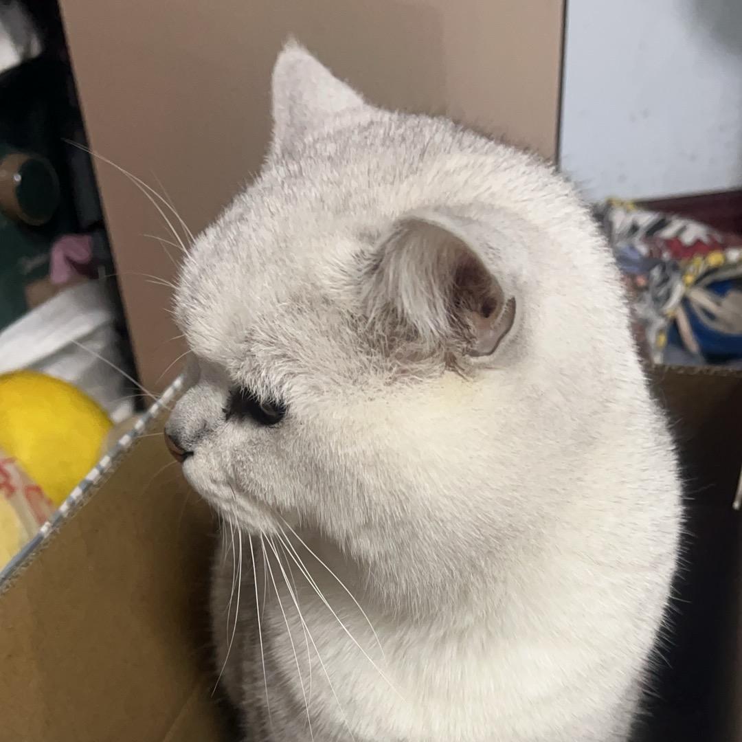 喵宠咖